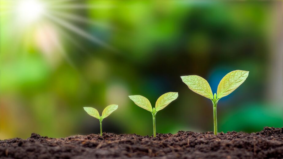 Three growing seedlings in soil, symbolising scale-up strategy for small businesses